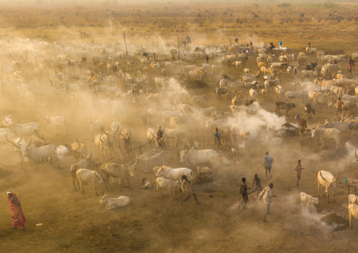 Aerial view of long horns cows in a Mundari tribe cattle camp full of smoke, Central Equatoria, Terekeka, South Sudan