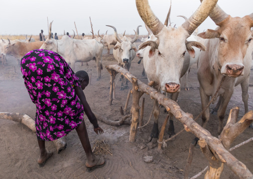 Mundari tribe woman collecting dried cow dungs to make bonfires to repel mosquitoes and flies, Central Equatoria, Terekeka, South Sudan