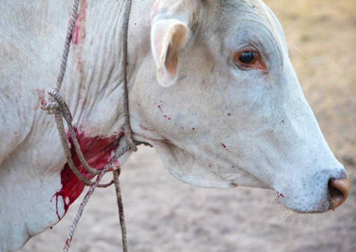 Blood taken from an ill cow in a cattle camp by Mundari tribe people, Central Equatoria, Terekeka, South Sudan