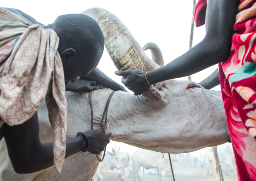 Mundari tribe men taking blood from an ill cow in a cattle camp, Central Equatoria, Terekeka, South Sudan
