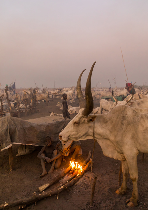 Mundari tribe boys making a campfire with dried cow dungs to repel flies and mosquitoes, Central Equatoria, Terekeka, South Sudan