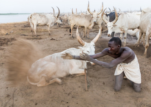Mundari tribe man cleaning the cows area in a cattle camp, Central Equatoria, Terekeka, South Sudan