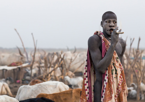 Mundari tribe man using a wooden toothbrush in a cattle camp, Central Equatoria, Terekeka, South Sudan