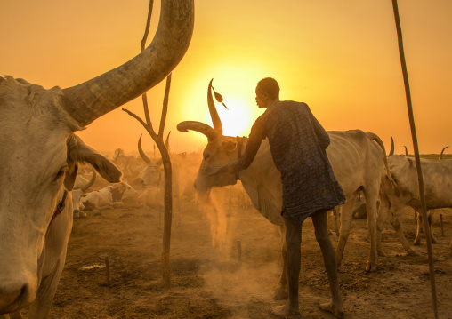 Mundari tribe man covering his cow in ash in the sunset to repel flies and mosquitoes, Central Equatoria, Terekeka, South Sudan