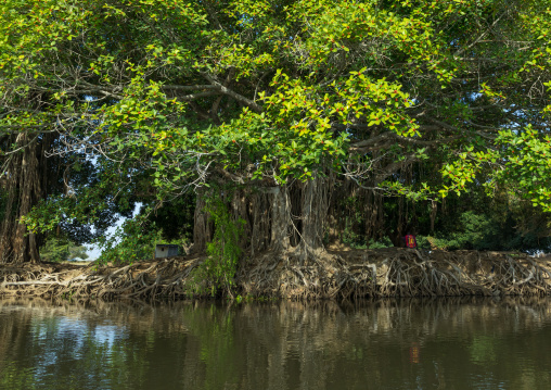 Trees over the river Nile, Central Equatoria, Terekeka, South Sudan