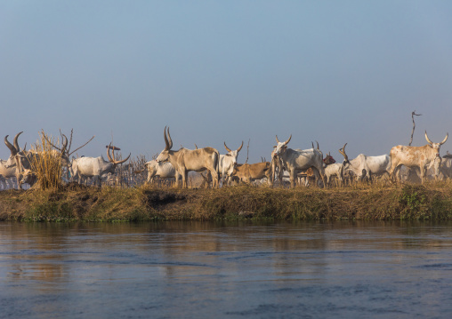 Long horns cows in a Mundari tribe camp on the banks of River Nile, Central Equatoria, Terekeka, South Sudan
