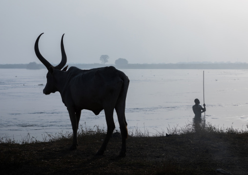 Mundari tribe man having a bath in river Nile in front of a cow, Central Equatoria, Terekeka, South Sudan