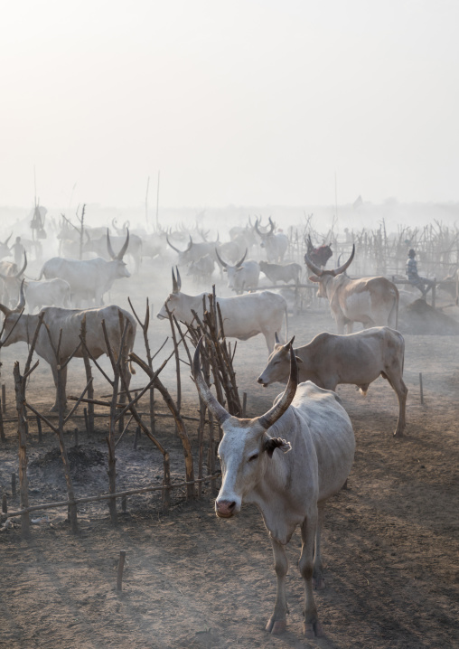 Long horns cows in a Mundari tribe camp gathering around a campfire to repel mosquitoes and flies, Central Equatoria, Terekeka, South Sudan