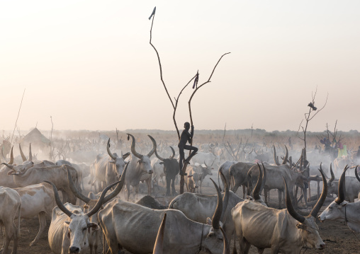 A Mundari tribe boy standing on a wood mast to watch his cows, Central Equatoria, Terekeka, South Sudan