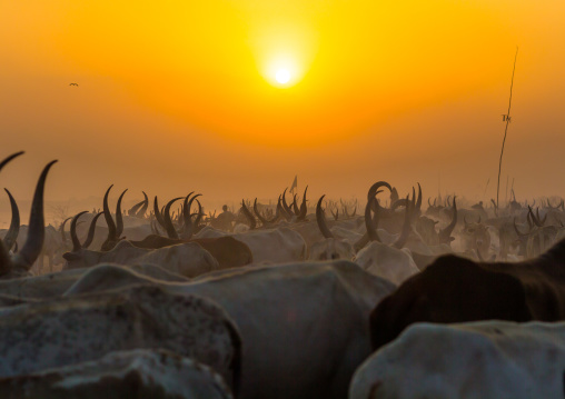 Mundari tribe long horns cows in the cattle camp in the sunset, Central Equatoria, Terekeka, South Sudan