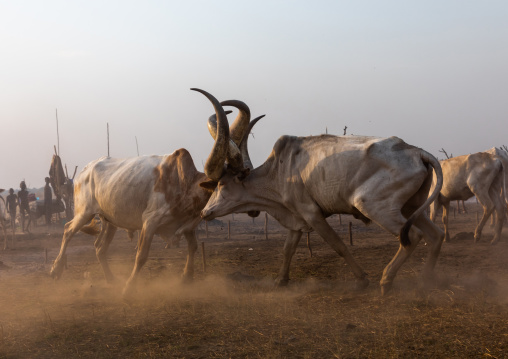 Long horns cows fighting in a Mundari tribe camp, Central Equatoria, Terekeka, South Sudan
