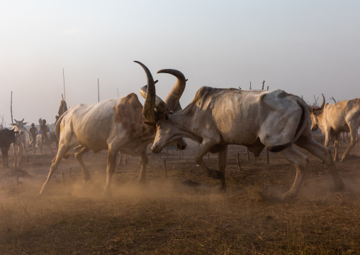 Long horns cows fighting in a Mundari tribe camp, Central Equatoria, Terekeka, South Sudan