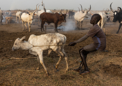 Mundari tribe boy taking care of a calf in the cattle camp, Central Equatoria, Terekeka, South Sudan