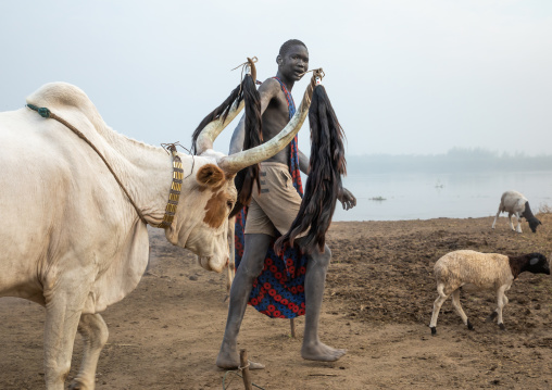 Mundari tribe man with his decorated cow, Central Equatoria, Terekeka, South Sudan
