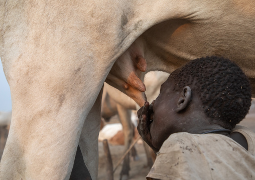 Mundari tribe boy drinking cow milk directly from the udder, Central Equatoria, Terekeka, South Sudan