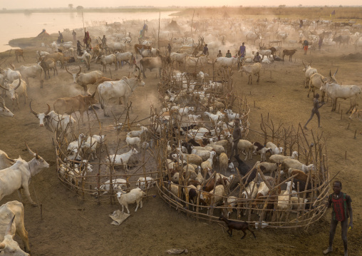 Aerial view of long horns cows in a Mundari tribe cattle camp, Central Equatoria, Terekeka, South Sudan