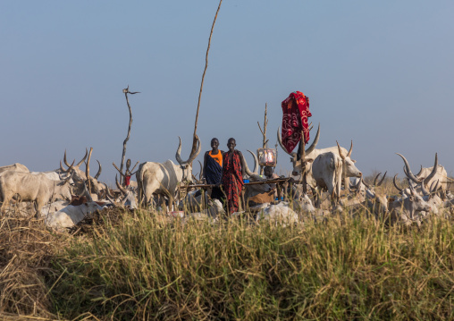 Long horns cows in a Mundari tribe camp on the banks of River Nile, Central Equatoria, Terekeka, South Sudan