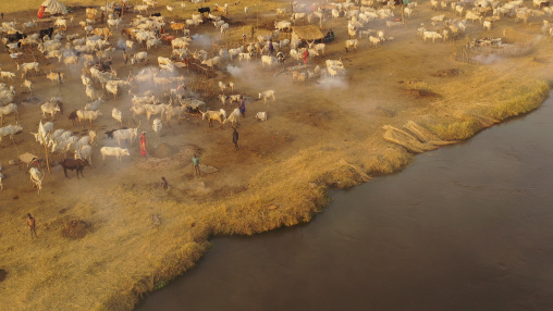 Aerial view of long horns cows in a Mundari tribe cattle camp in front of river Nile, Central Equatoria, Terekeka, South Sudan