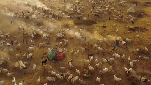 Aerial view of long horns cows in a Mundari tribe cattle camp full of smoke, Central Equatoria, Terekeka, South Sudan