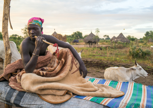 Mundari tribe man using a wooden toothbrush on a bed in the middle of his cows, Central Equatoria, Terekeka, South Sudan