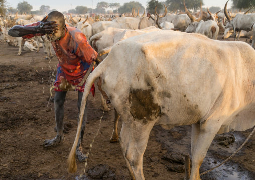 Mundari tribe man showering with cow urine to take advantage of the antibacterial properties, Central Equatoria, Terekeka, South Sudan
