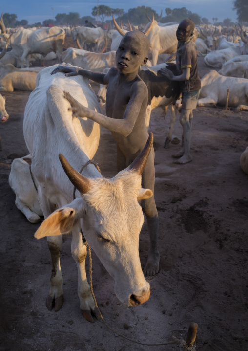 Mundari tribe boys covering their cows in ash to repel flies and mosquitoes, Central Equatoria, Terekeka, South Sudan