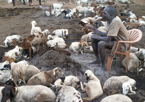 Mundari tribe man with face covered in ash with his sheeps in a camp, Central Equatoria, Terekeka, South Sudan