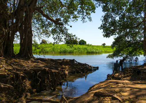 Huge trees on the white Nile, Central Equatoria, Terekeka, South Sudan