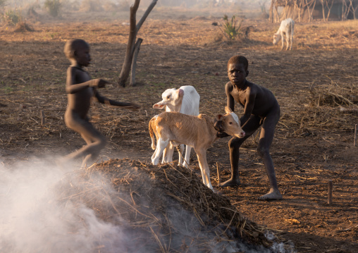 Mundari tribe boys taking care of calves in the camp, Central Equatoria, Terekeka, South Sudan
