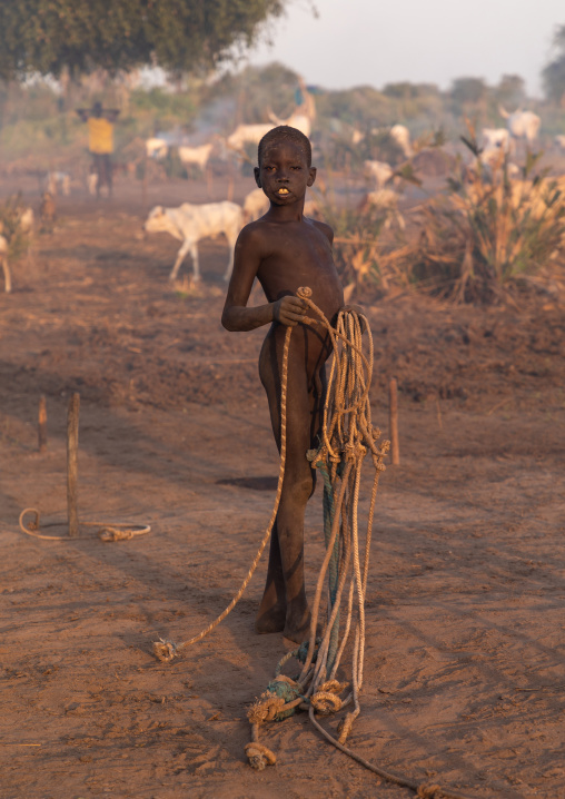 Mundari tribe boy with ropes taking care of the long horns cows in a camp, Central Equatoria, Terekeka, South Sudan