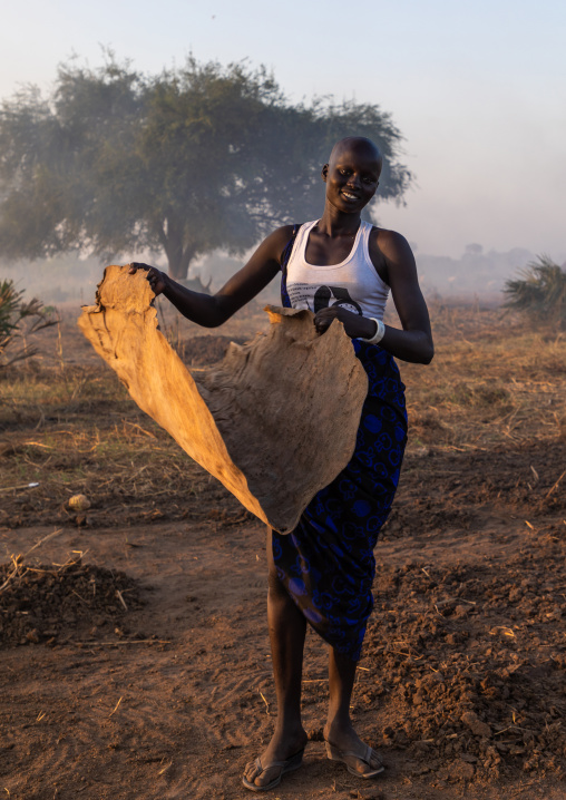 Mundari tribe woman collecting dried cow dungs in a cow skin to make bonfires to repel mosquitoes, Central Equatoria, Terekeka, South Sudan