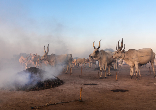 Long horns cows in a Mundari tribe camp standing in front of bonfires to prevent from mosquitoes bites, Central Equatoria, Terekeka, South Sudan