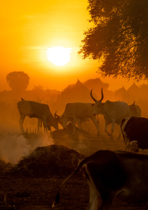 Long horns cows in a Mundari tribe camp in the sunset, Central Equatoria, Terekeka, South Sudan