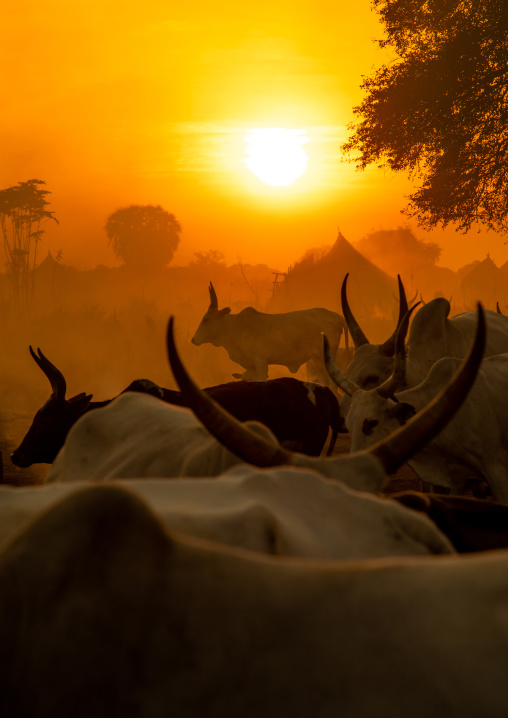 Long horns cows in a Mundari tribe camp in the sunset, Central Equatoria, Terekeka, South Sudan
