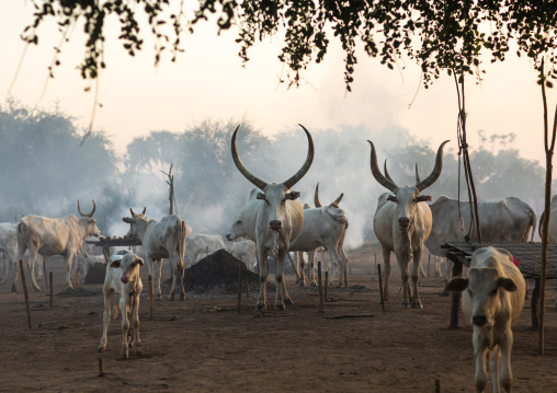 Long horns cows in a Mundari tribe camp standing in front of bonfires to prevent from mosquitoes bites, Central Equatoria, Terekeka, South Sudan