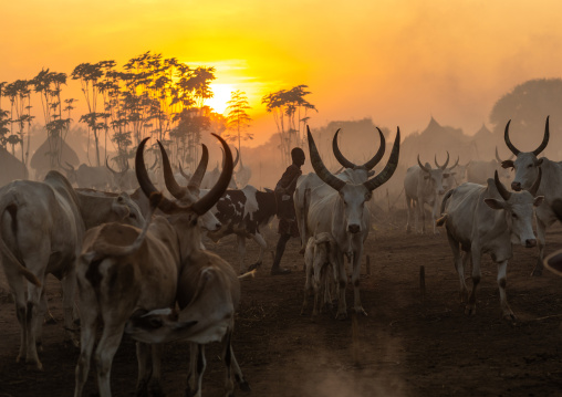 Long horns cows in a Mundari tribe camp at sunset, Central Equatoria, Terekeka, South Sudan
