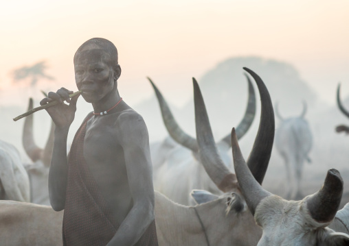 Mundari tribe man with long horns cows in a camp, Central Equatoria, Terekeka, South Sudan
