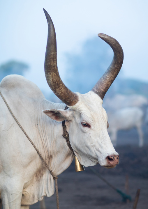 Long horns cow in a Mundari tribe camp, Central Equatoria, Terekeka, South Sudan