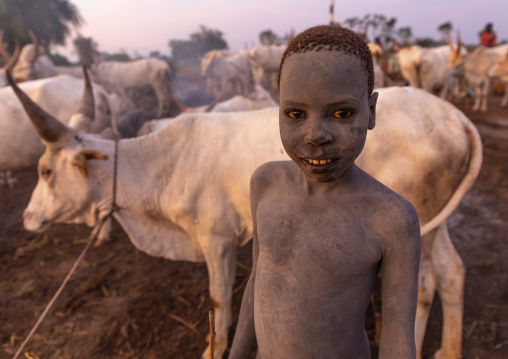 Mundari tribe boy covered in ash taking care of the long horns cows in a camp, Central Equatoria, Terekeka, South Sudan