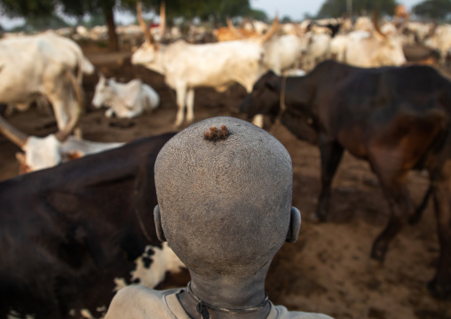 Rear view of the shaved head of a Mundari tribe boy, Central Equatoria, Terekeka, South Sudan