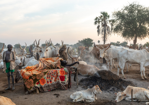 Mundari tribe man sleeping on a wooden bed in the middle of his long horns cows, Central Equatoria, Terekeka, South Sudan