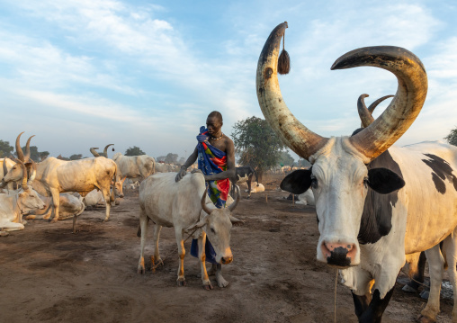 Mundari tribe man taking care of the long horns cows in a camp, Central Equatoria, Terekeka, South Sudan