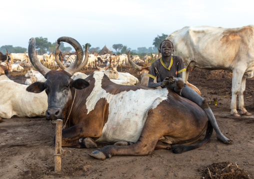 Mundari tribe boy taking care of the long horns cows in a camp, Central Equatoria, Terekeka, South Sudan