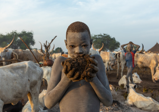 Mundari tribe boy collecting dried cow dungs to make bonfires to repel mosquitoes and flies, Central Equatoria, Terekeka, South Sudan