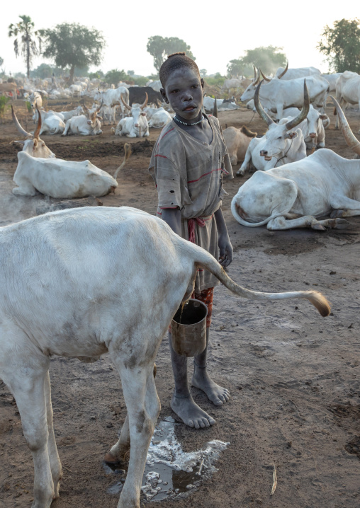 Mundari tribe boy collecting cow urine to use it to wash his body and dye his hair, Central Equatoria, Terekeka, South Sudan