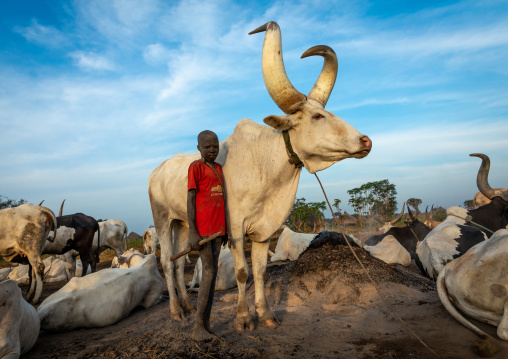 Mundari tribe boy with a long horns cow, Central Equatoria, Terekeka, South Sudan