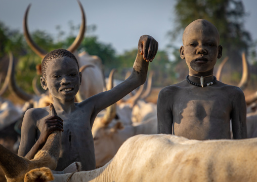 Mundari tribe boys covered in ash taking care of long horns cows in a camp, Central Equatoria, Terekeka, South Sudan
