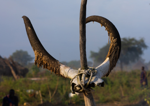 Cow horns on a Mundari grave, Central Equatoria, Terekeka, South Sudan