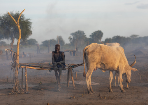 Mundari tribe man sits on a wooden bed in the middle of his long horns cows, Central Equatoria, Terekeka, South Sudan