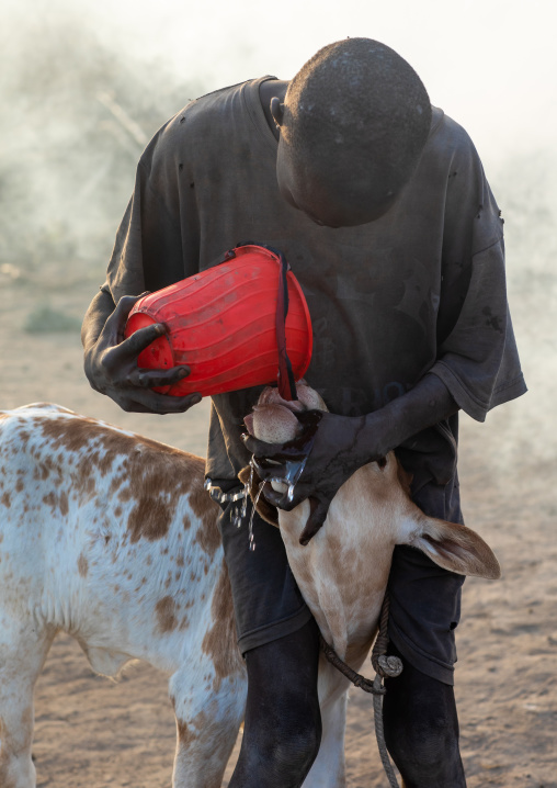 Mundari tribe boy giving water to a calf, Central Equatoria, Terekeka, South Sudan